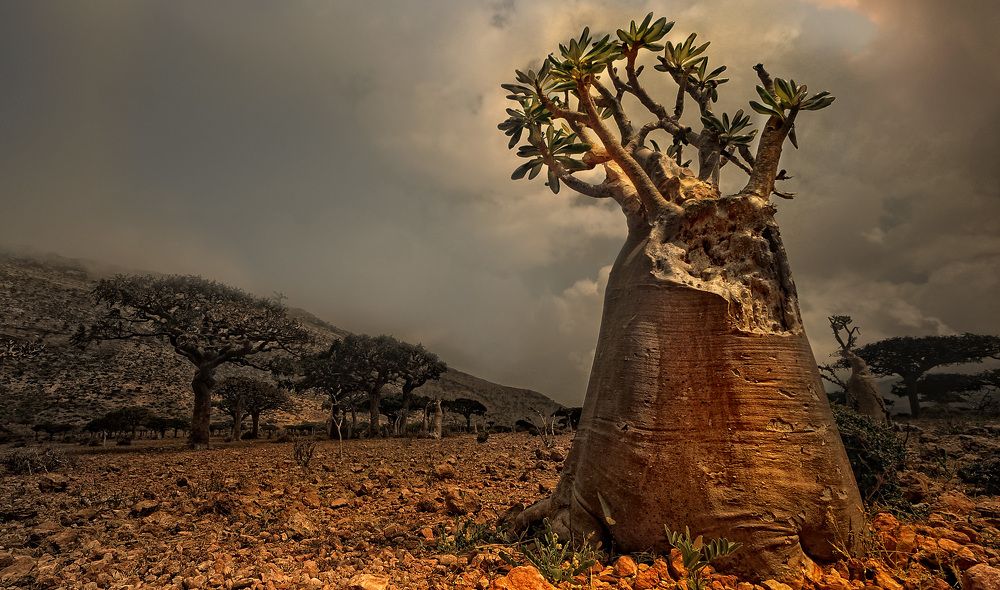 Socotra Island