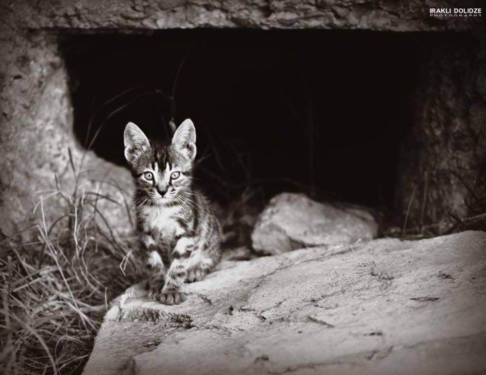 Cats