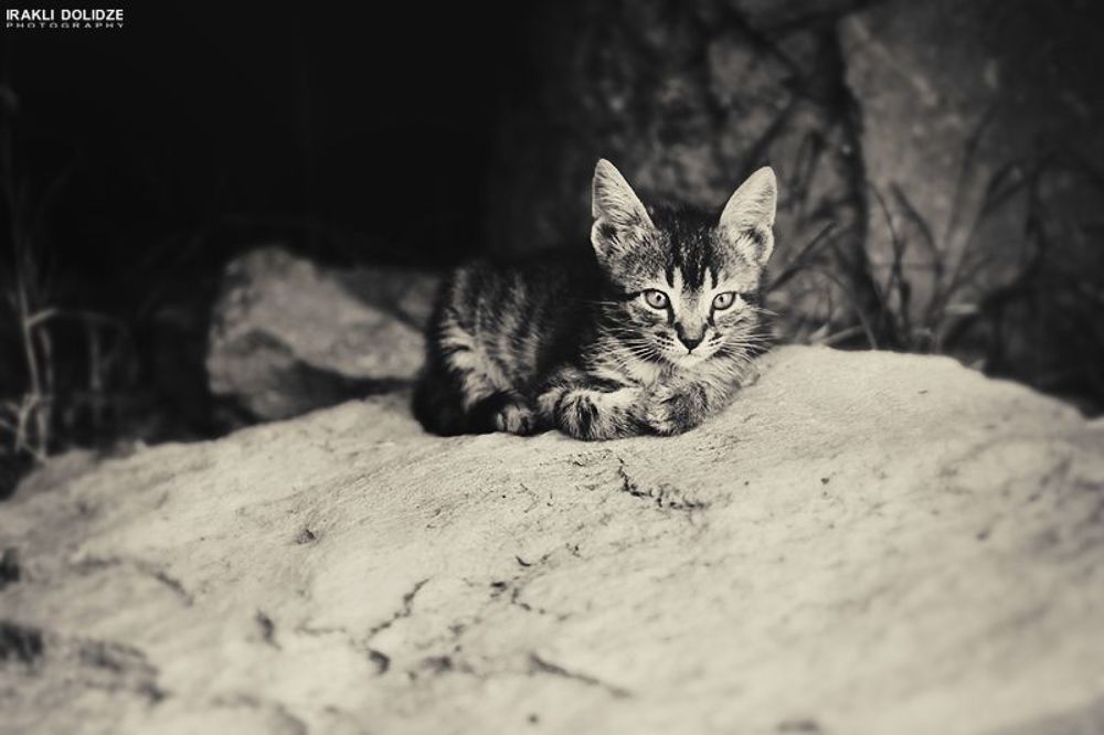 Cats