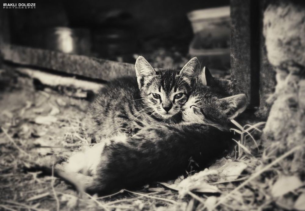 Cats