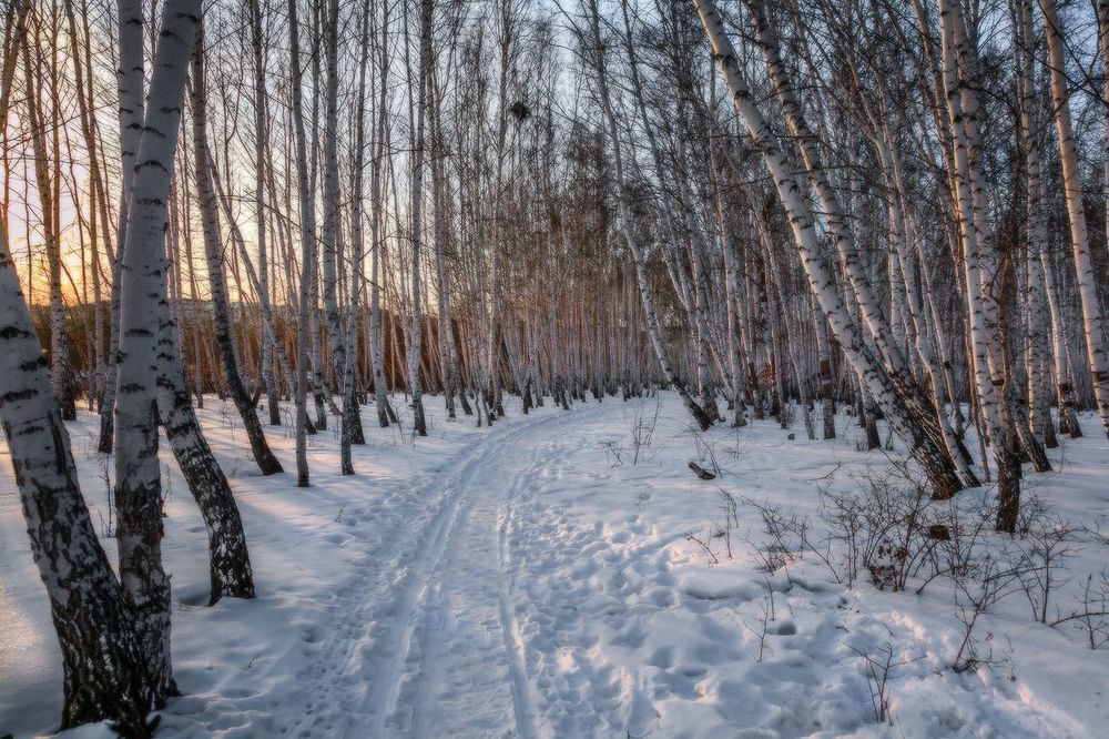 Утро в березовой роще