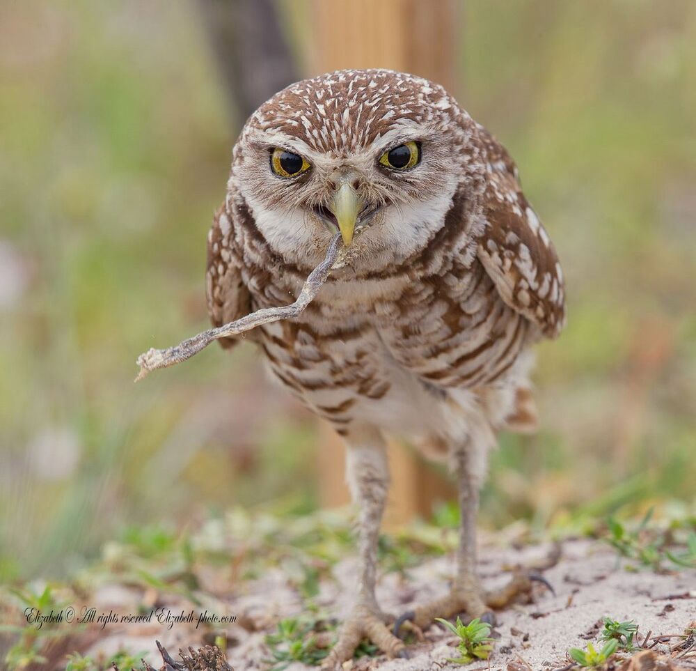 Сычики - Burrowing Owls