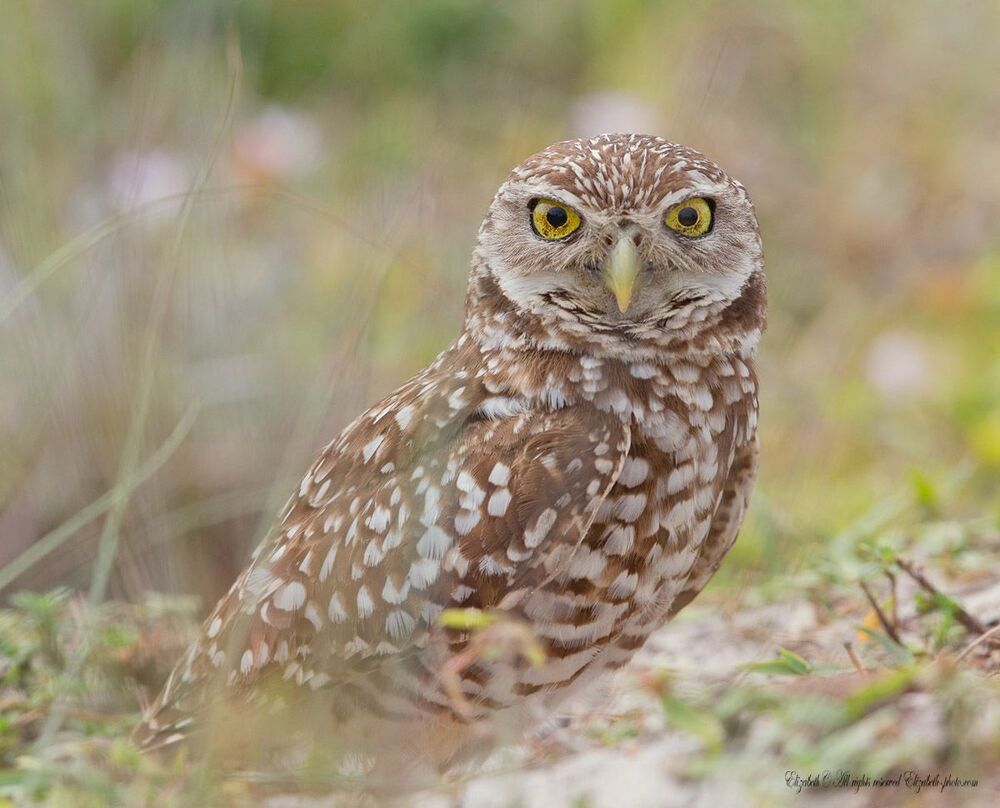 Сычики - Burrowing Owls