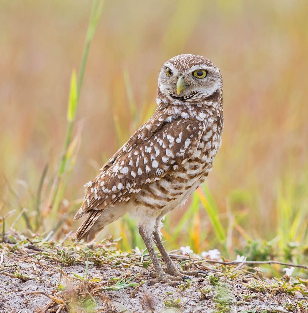 Сычики - Burrowing Owls
