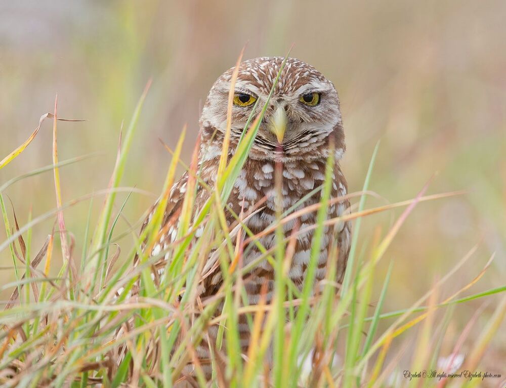 Сычики - Burrowing Owls