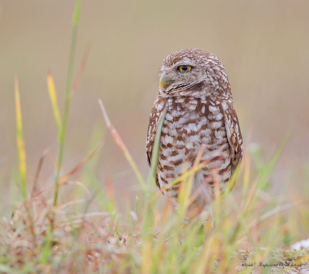 Сычики - Burrowing Owls