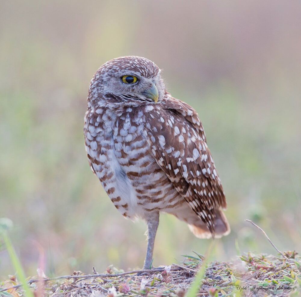 Сычики - Burrowing Owls