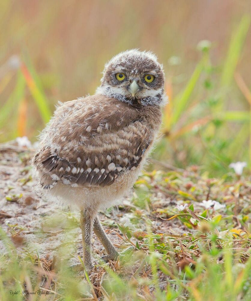 Сычики - Burrowing Owls