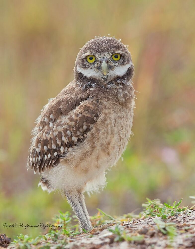 Сычики - Burrowing Owls