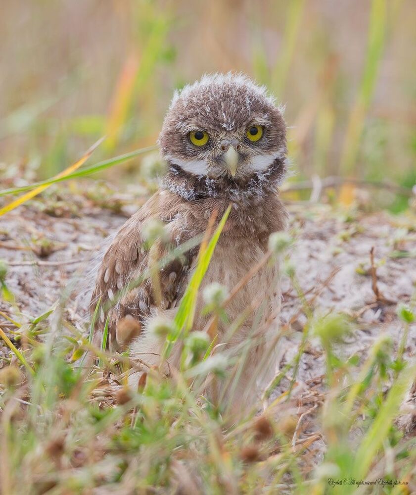 Сычики - Burrowing Owls