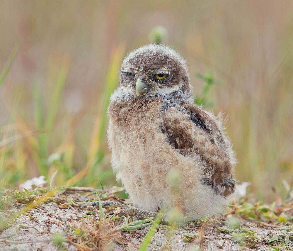 Сычики - Burrowing Owls