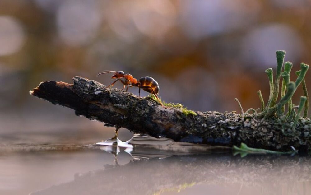 Венецианские мотивы.