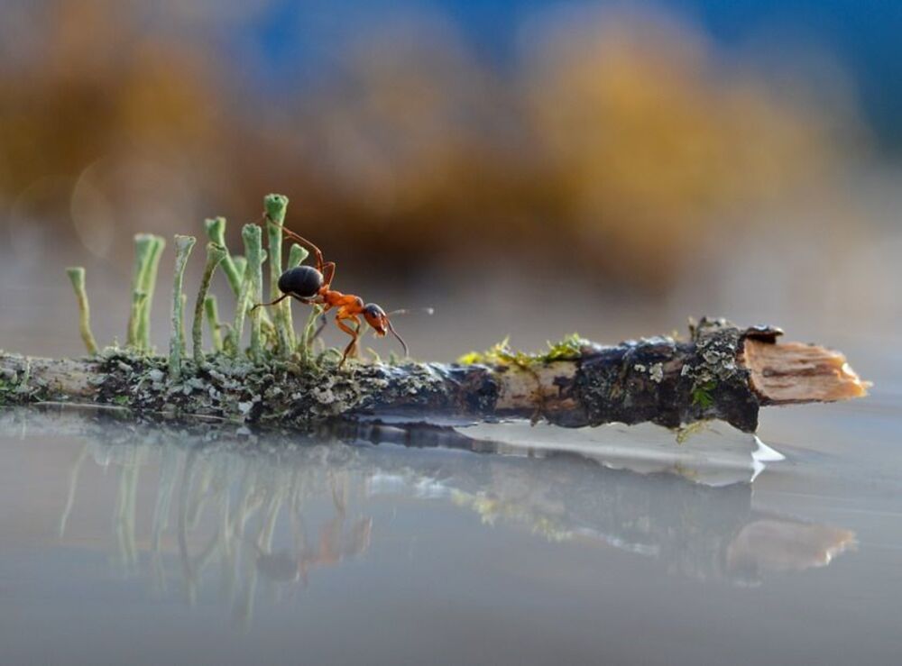 Венецианские мотивы.