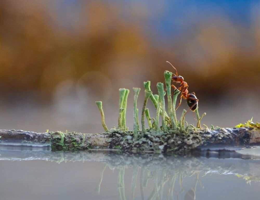 Венецианские мотивы.