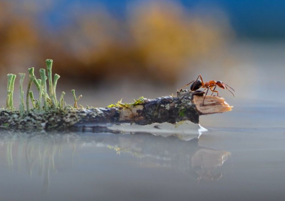 Венецианские мотивы.