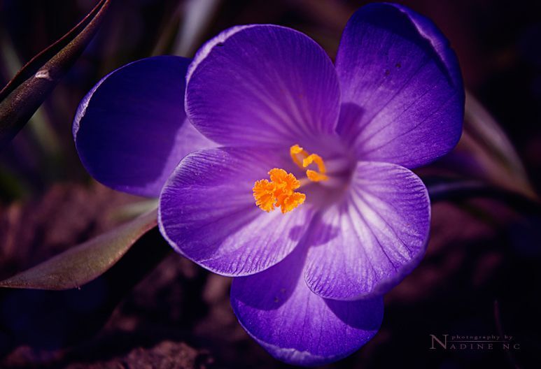 Spring flowers