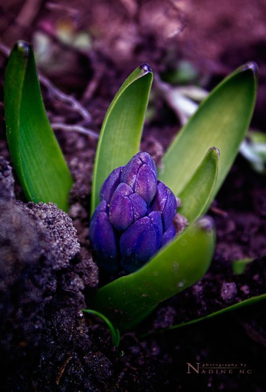 Spring flowers