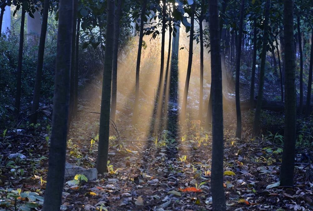 生机盎然
