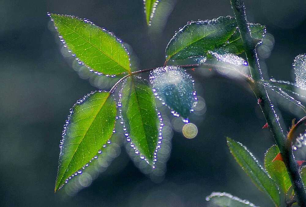 雾珠