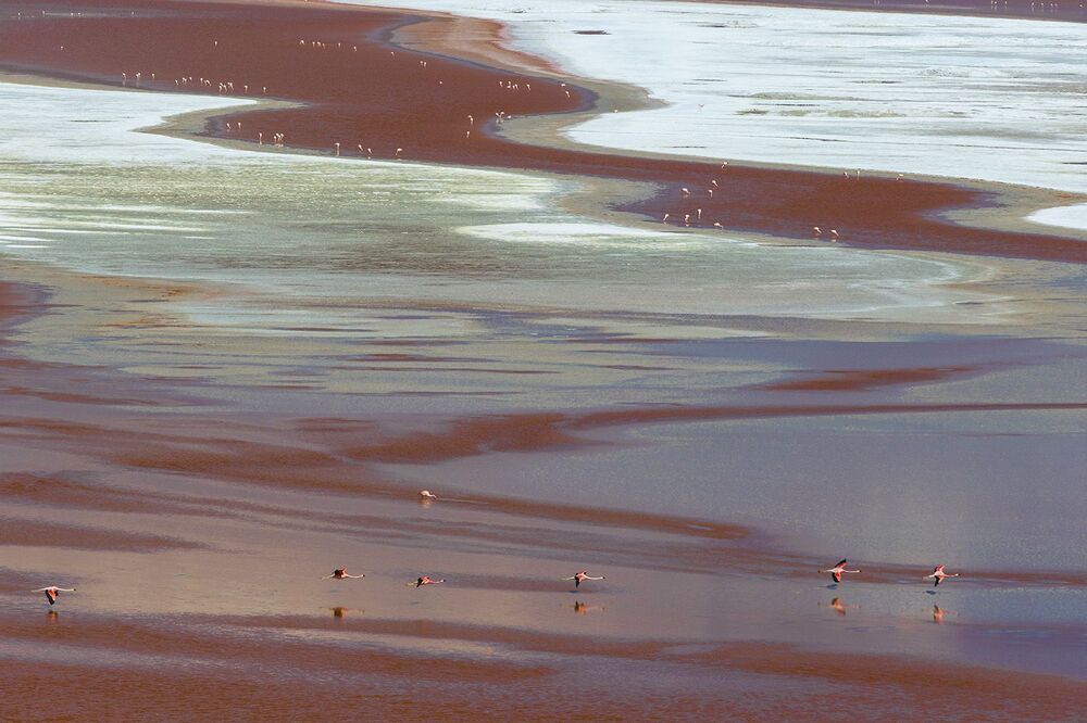 FLAMINGO'S PARADISE