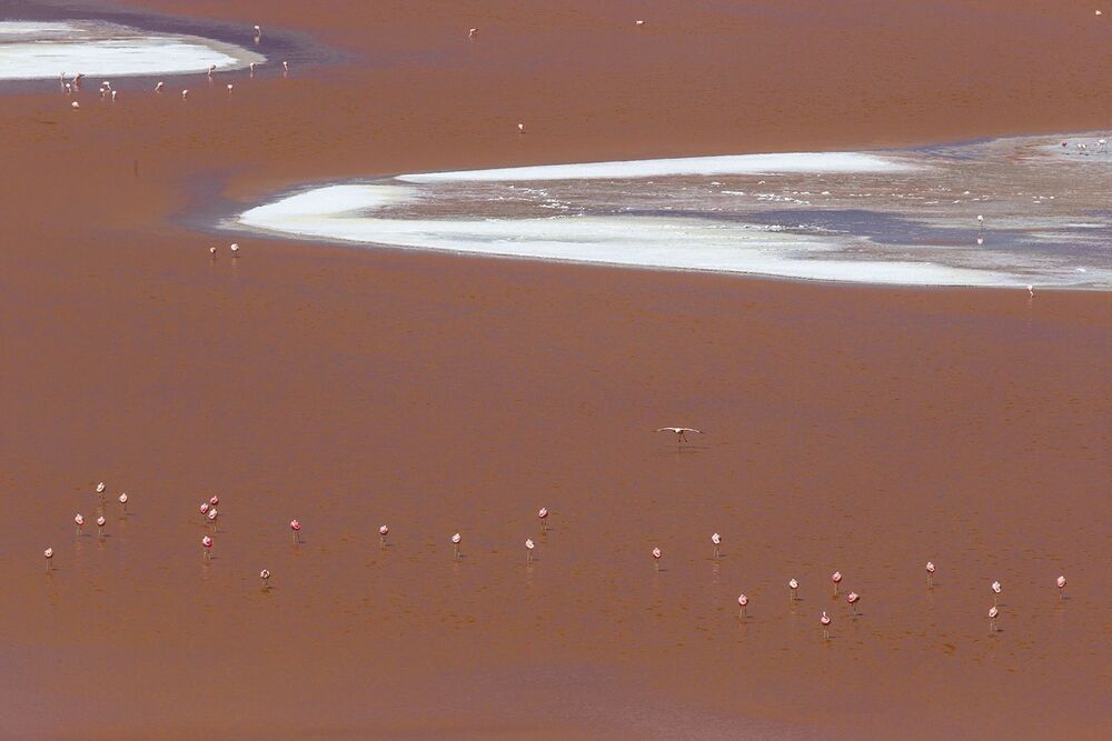 FLAMINGO'S PARADISE