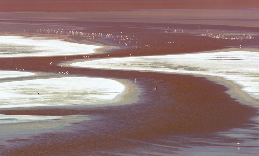 FLAMINGO'S PARADISE