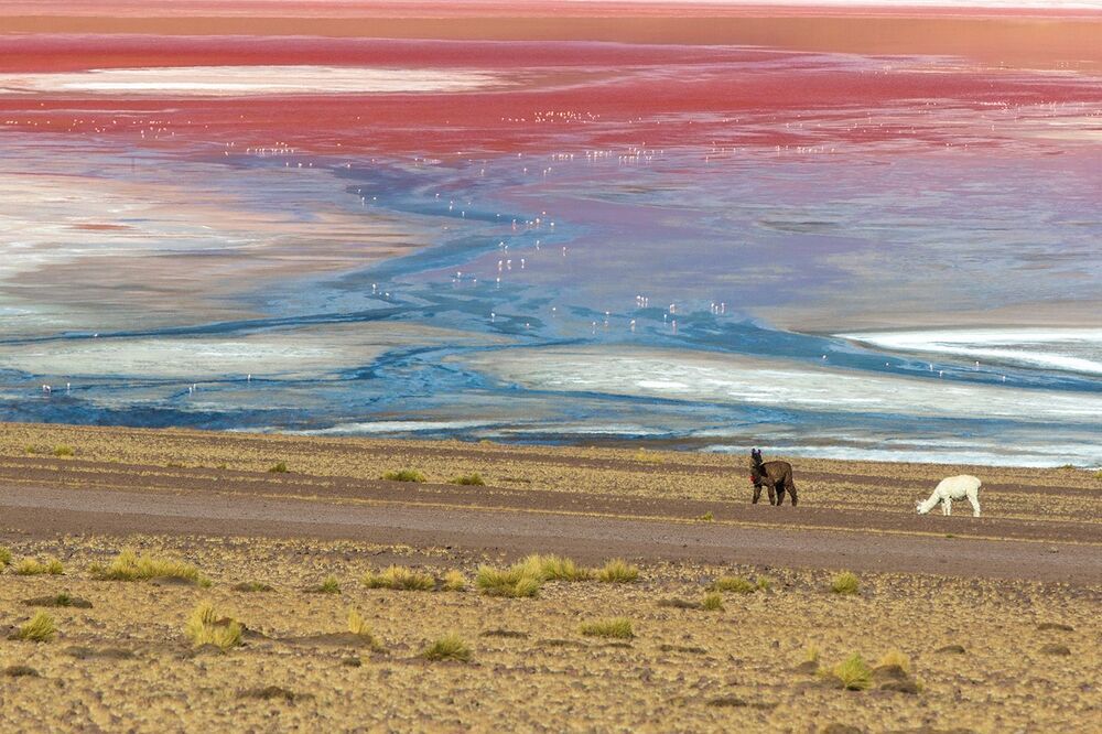 FLAMINGO'S PARADISE