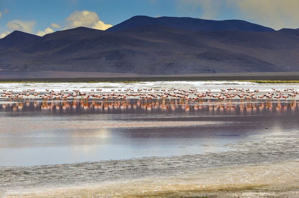FLAMINGO'S PARADISE