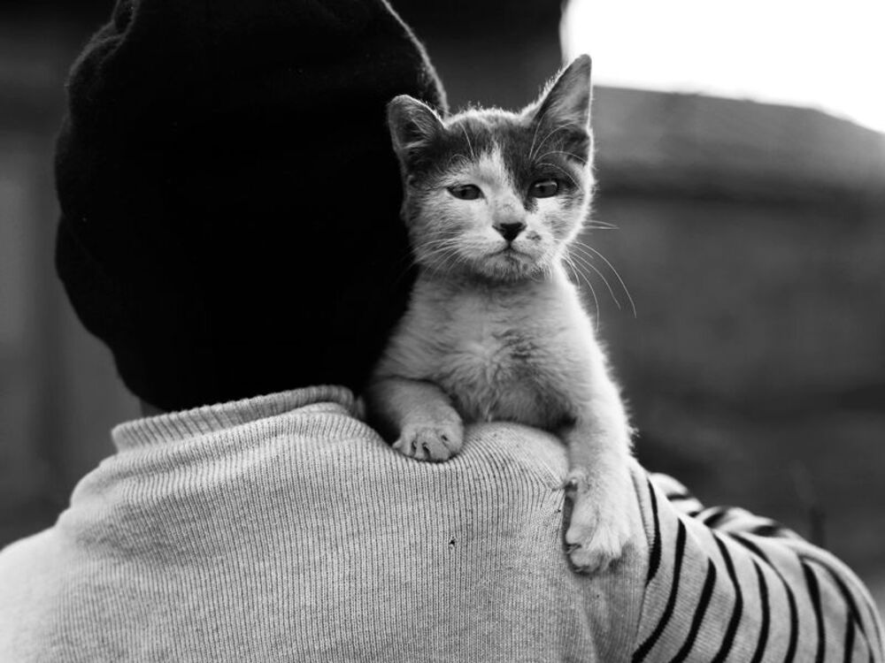nephew found a street cat....