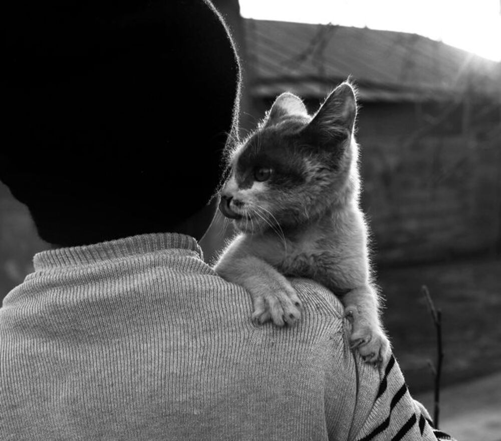 nephew found a street cat....