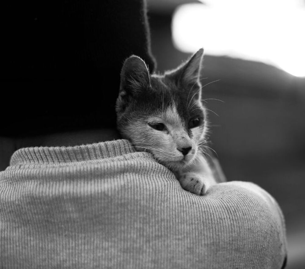 nephew found a street cat....