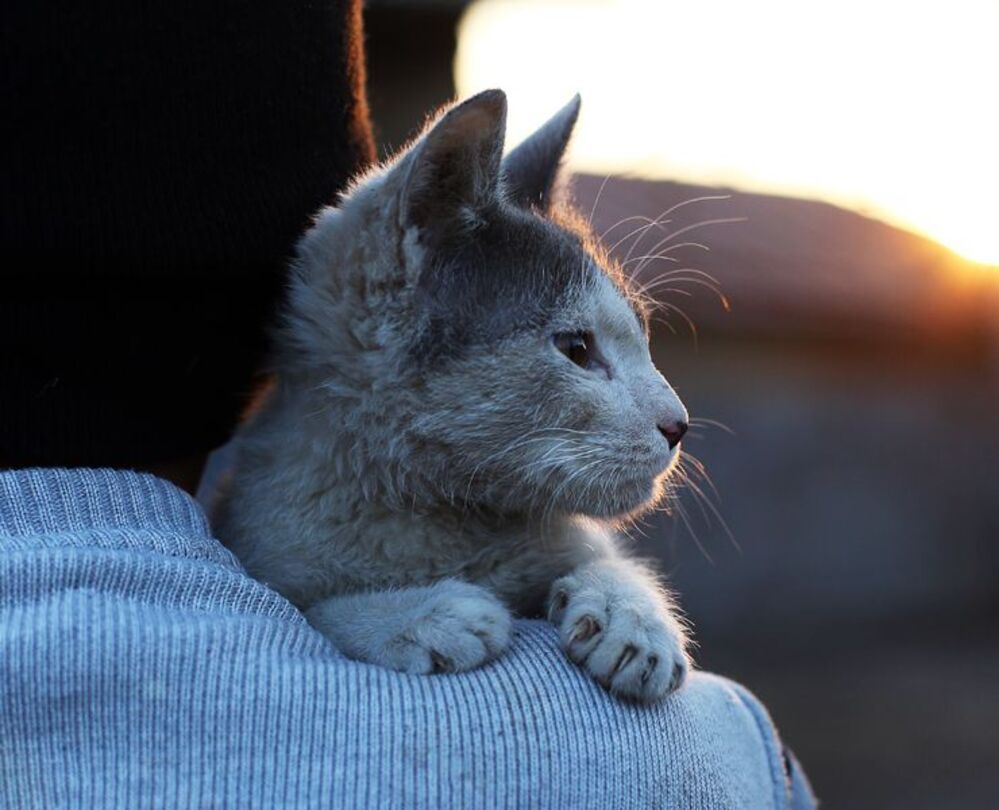 nephew found a street cat....