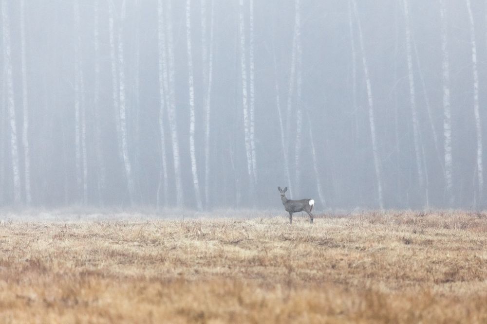 Косули на прогулке.