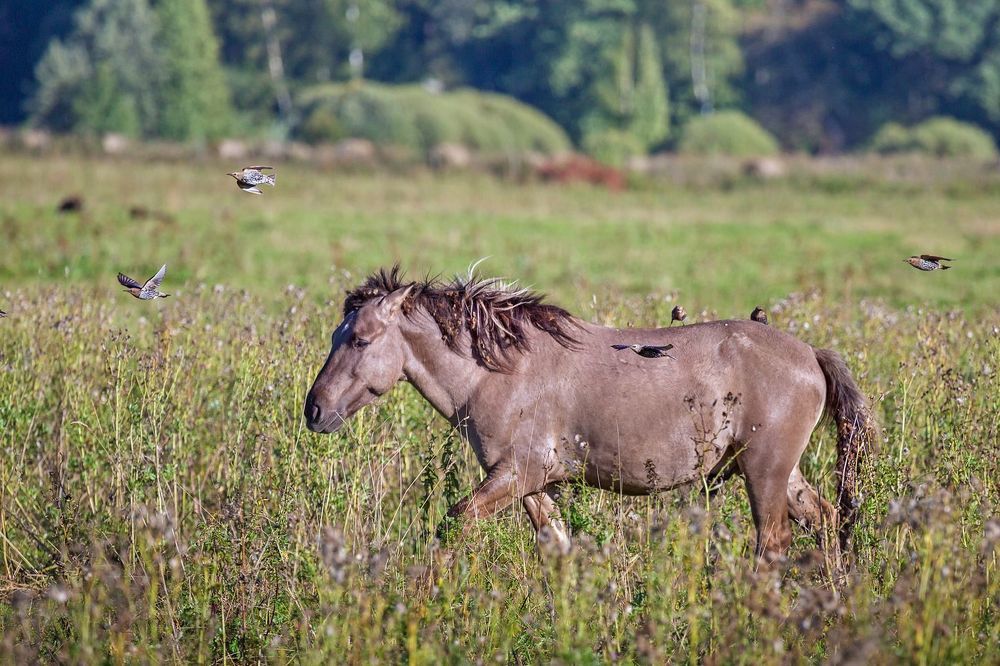 на лугах Dunduru