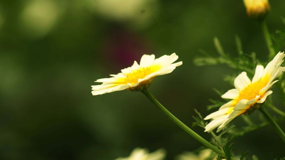 Photo 523945
