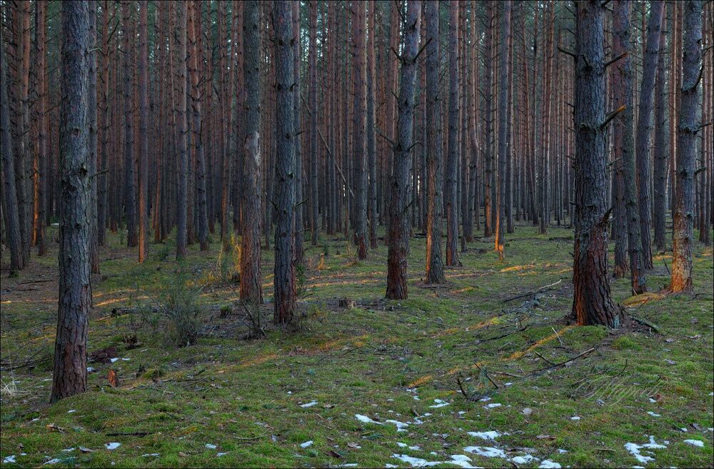 Первые лучи в сосновом бору.