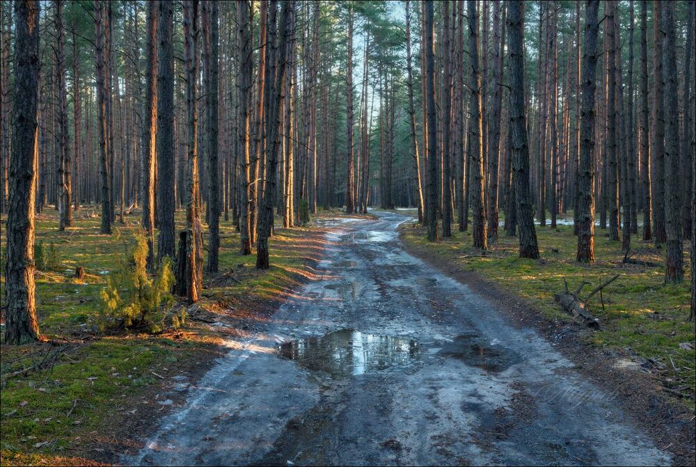 Солнечным утром через лес.