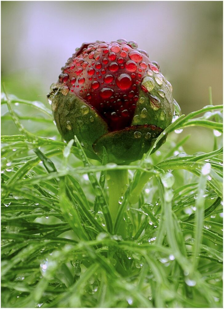 Drops