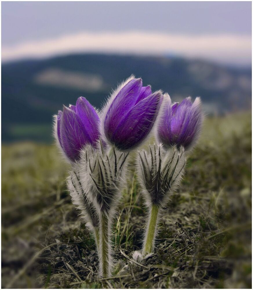 Flower of Dream
