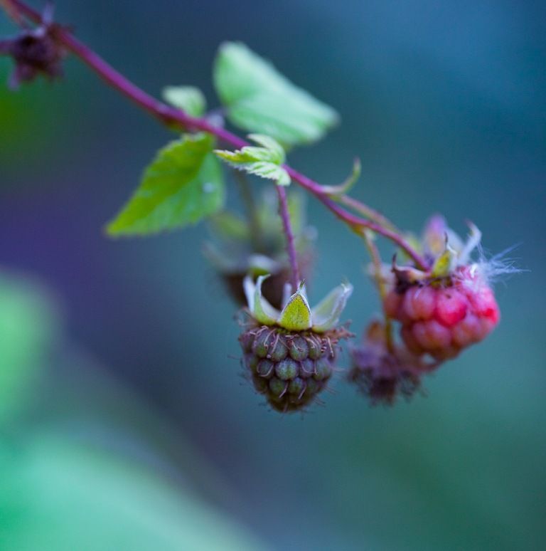 macro