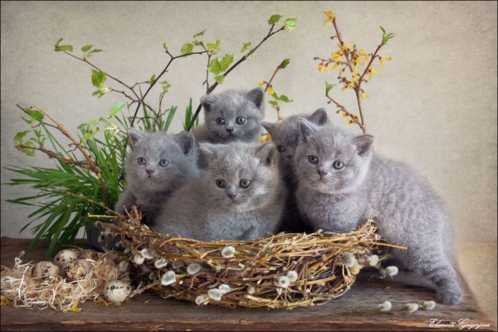 Маленькие весенние НатюрКотики