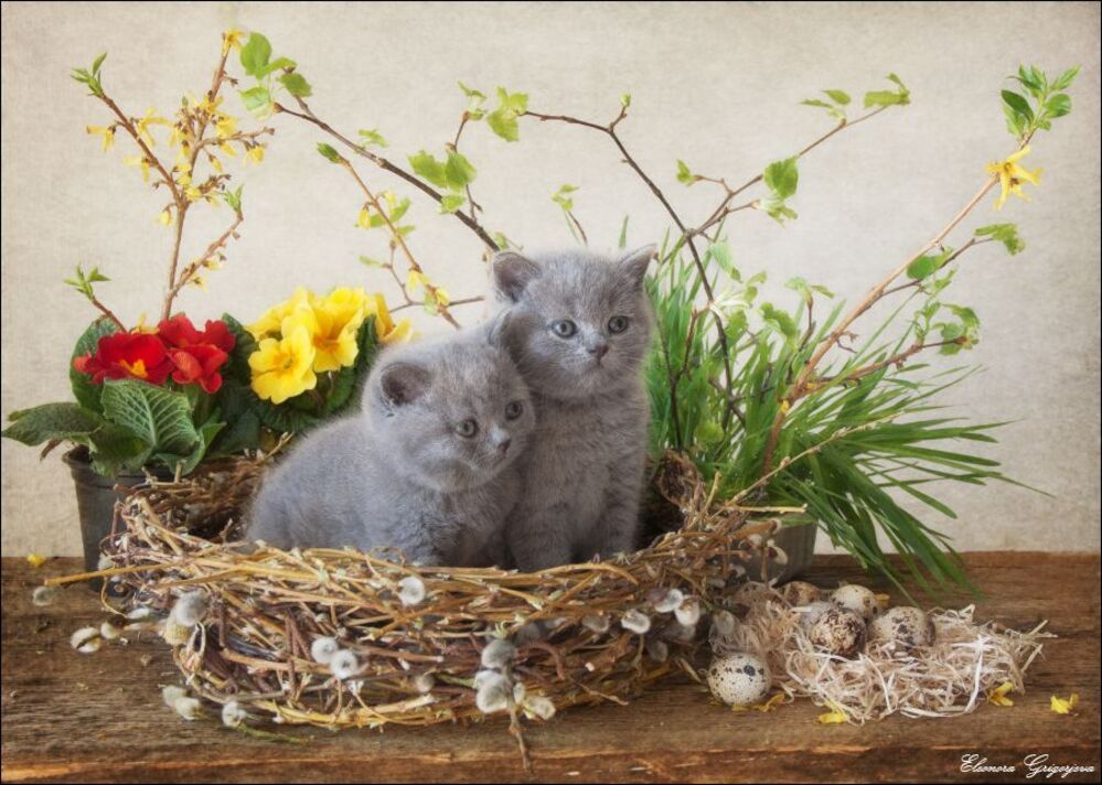 Маленькие весенние НатюрКотики