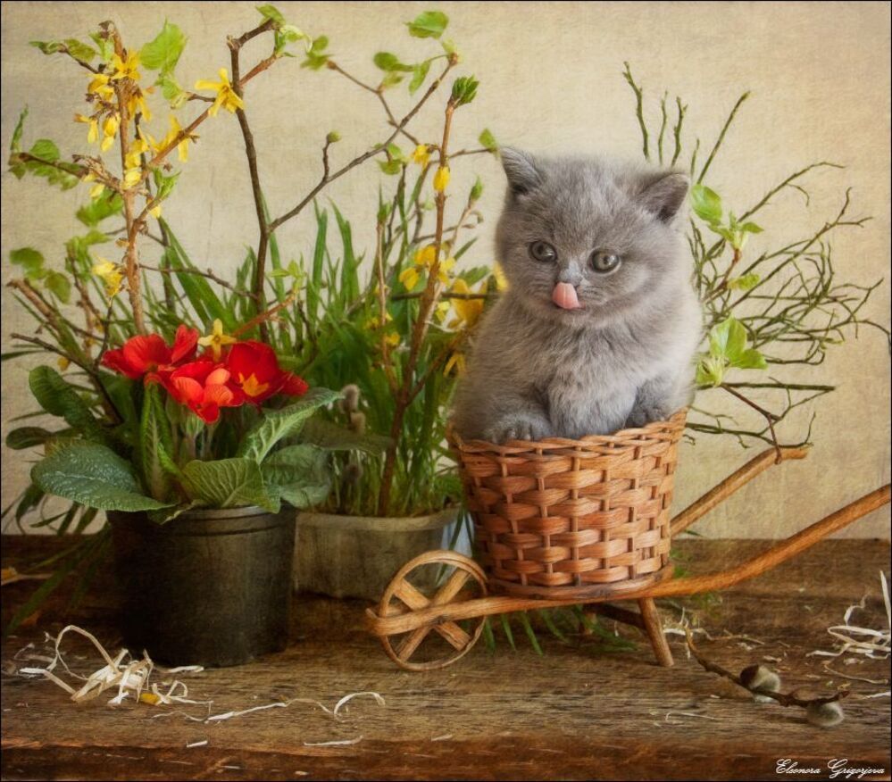 Маленькие весенние НатюрКотики