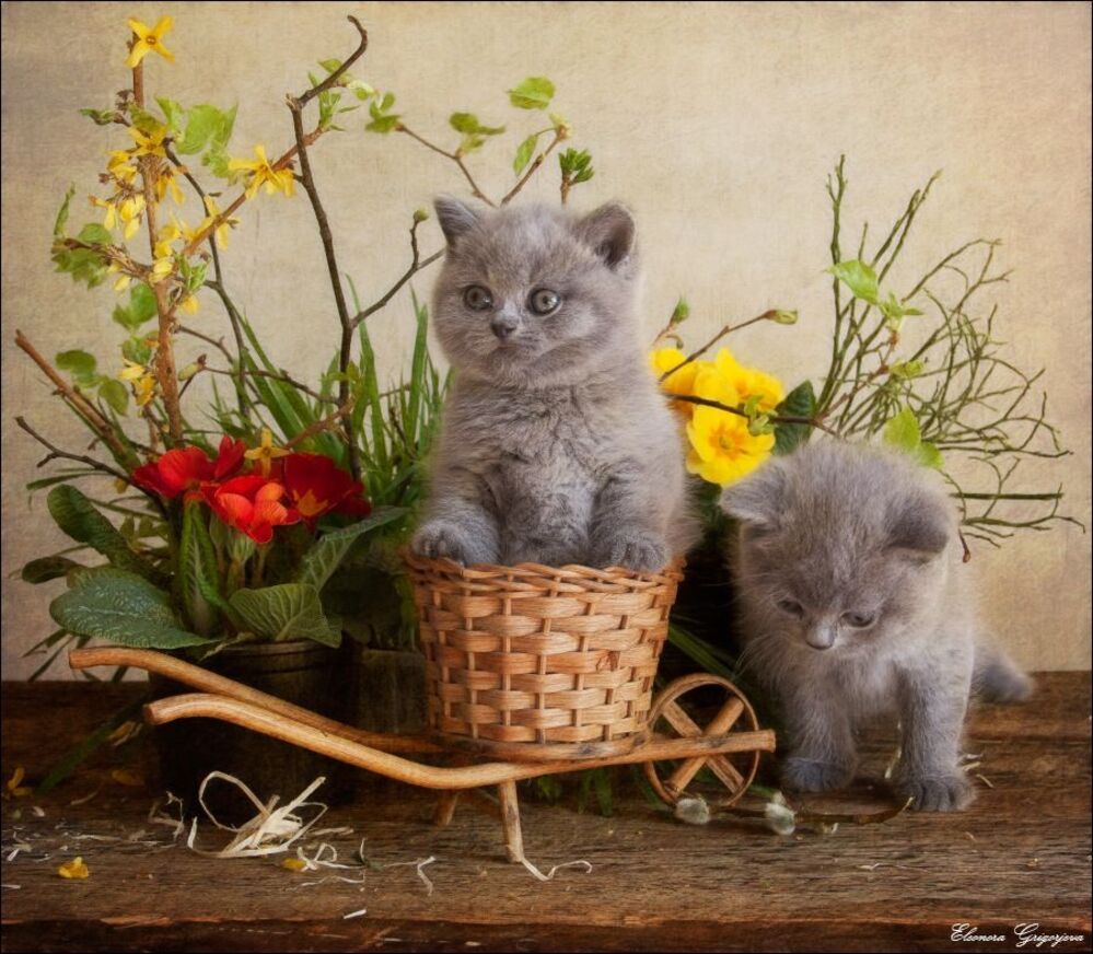 Маленькие весенние НатюрКотики
