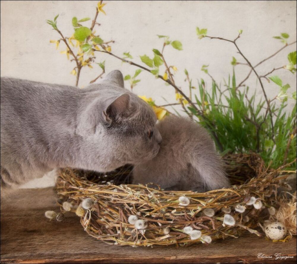 Маленькие весенние НатюрКотики