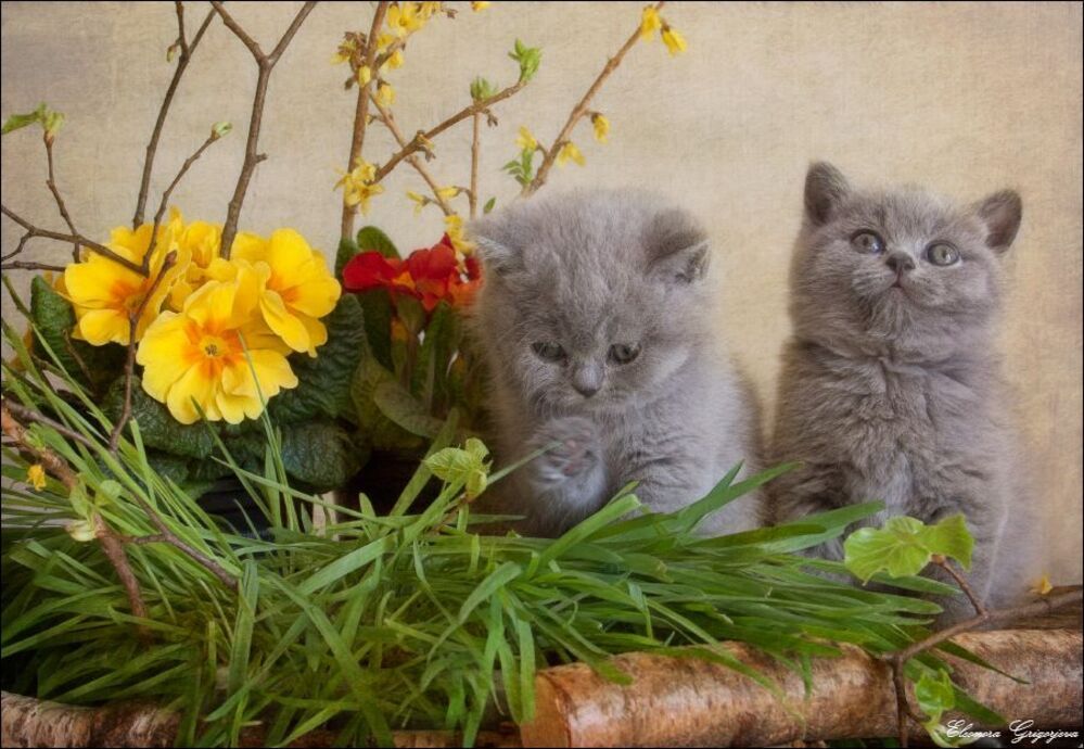 Маленькие весенние НатюрКотики