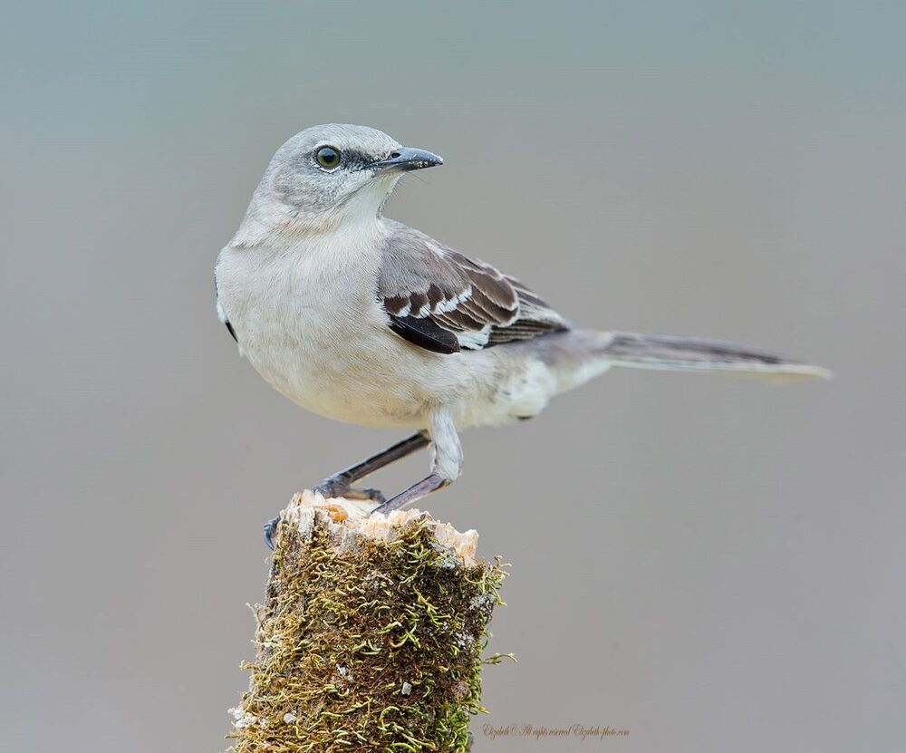 Многоголосый пересмешник - Northern Mockingbird