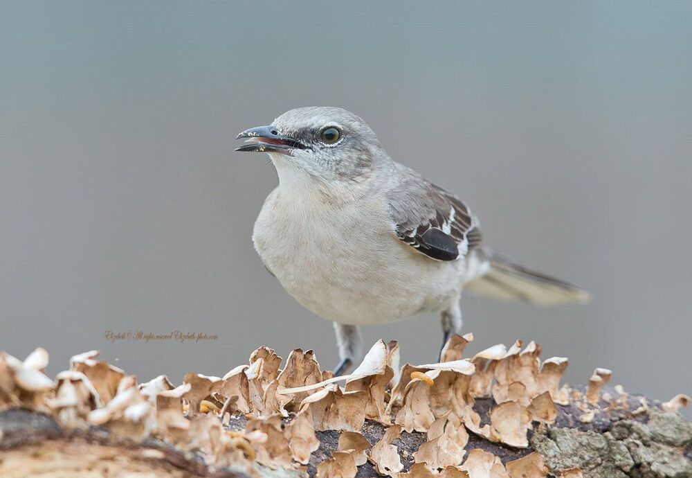 Многоголосый пересмешник - Northern Mockingbird