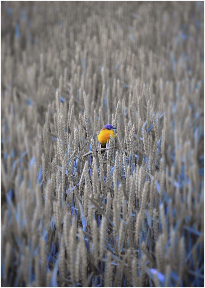 One Soldier in the Field