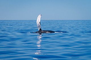 Привет, привет